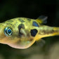 Pea Puffer