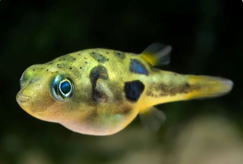 Pea Puffer
