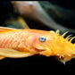 Golden Blue Eye Longfin Bushy Nose