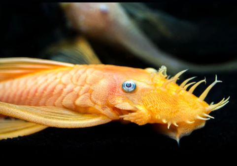 Golden Blue Eye Longfin Bushy Nose