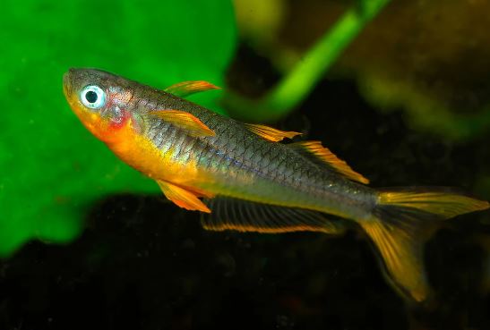 Forktail Rainbow