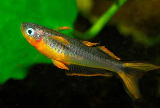 Forktail Rainbow