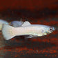 Snow White Guppy Males