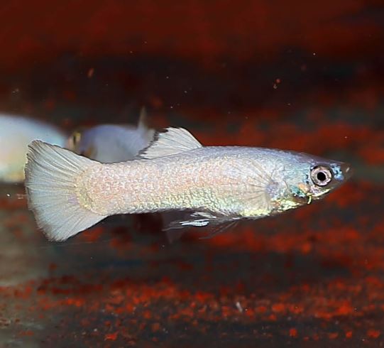 Snow White Guppy Males