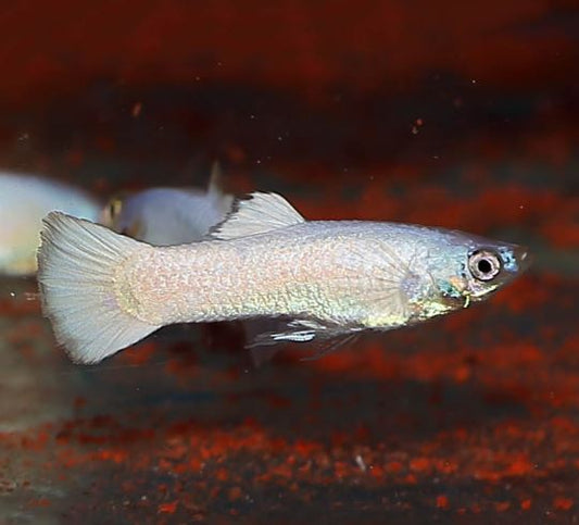 Snow White Guppy Males