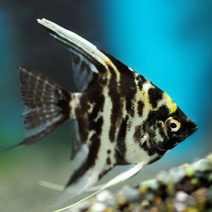 Marble Angelfish