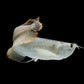 Silver Arowana