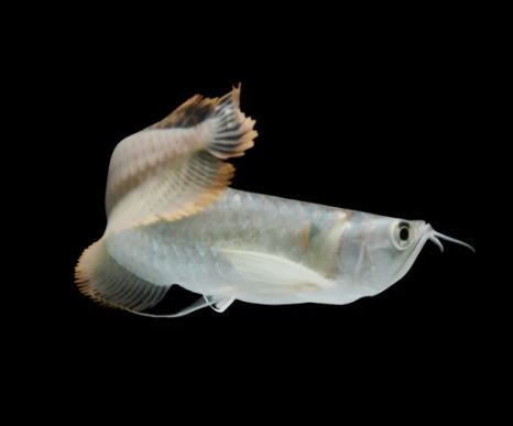 Silver Arowana