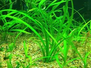 Dwarf Sag (Sagittaria subulata 'dwarf') Live Aquarium Plant