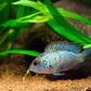 Electric Blue Acara