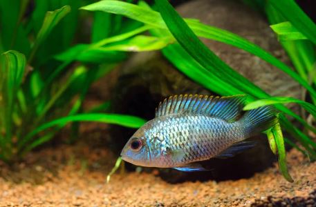 Electric Blue Acara