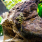 L134 Leopard Frog Pleco