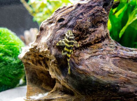 L134 Leopard Frog Pleco