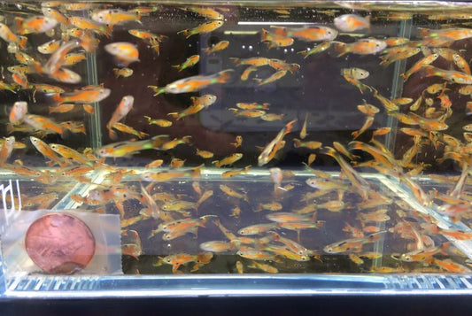 Flametail Wildtype Endler