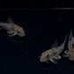 Corydoras ellisae