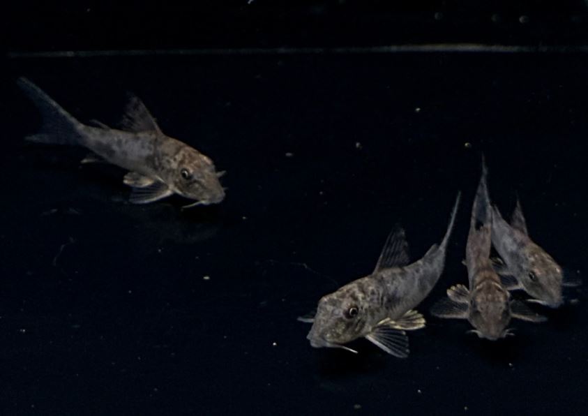 Corydoras ellisae