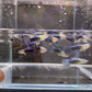 Neon Blue Metallic Guppy Males