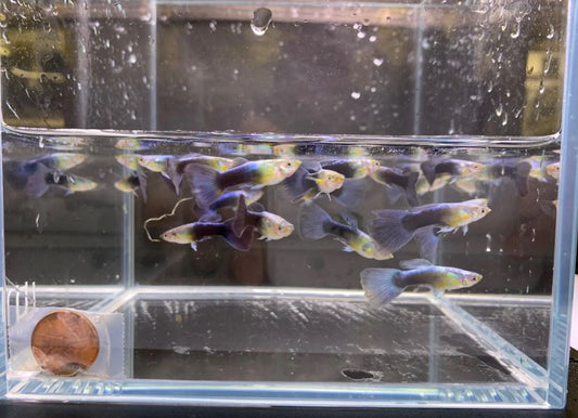 Neon Blue Metallic Guppy Males