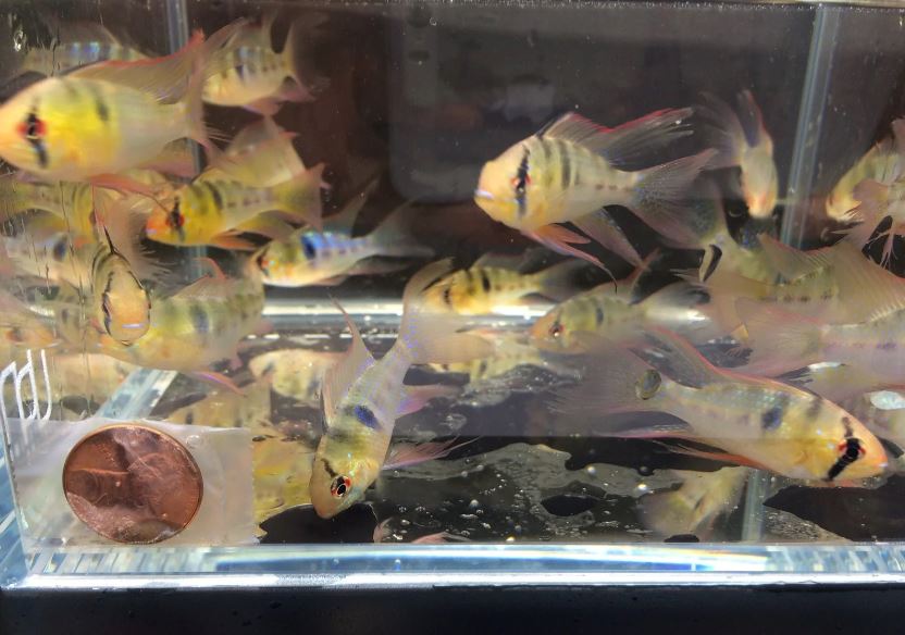 Blue Veiltail Ram