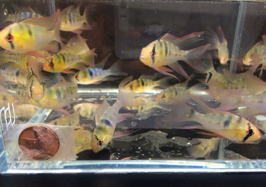 Blue Veiltail Ram
