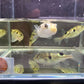 Taki Fugu Puffer