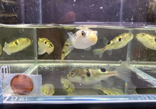 Taki Fugu Puffer