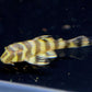 L134 Leopard Frog Pleco