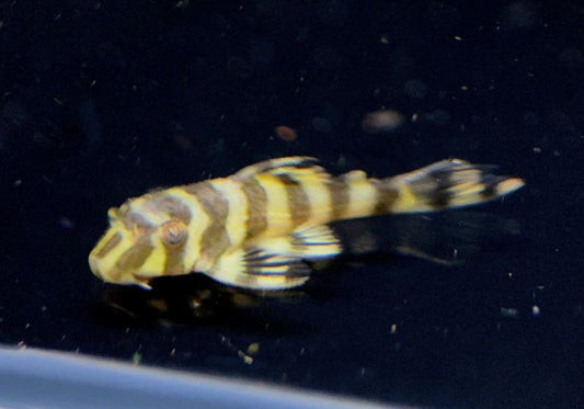 L134 Leopard Frog Pleco
