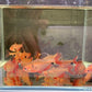 Longfin Serpae Tetra