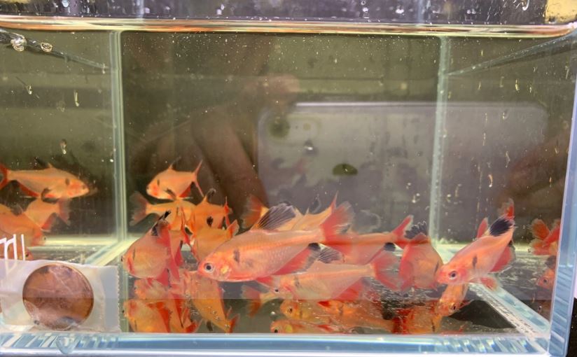 Longfin Serpae Tetra