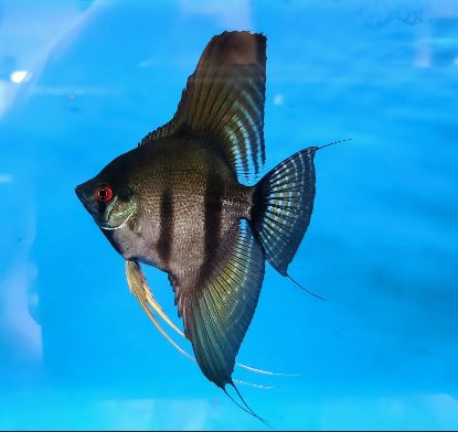 Black Lace Angelfish