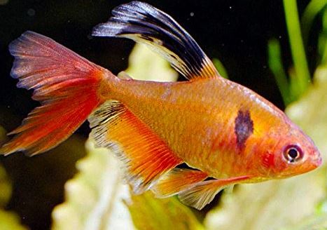 6 Longfin Serpae Tetra
