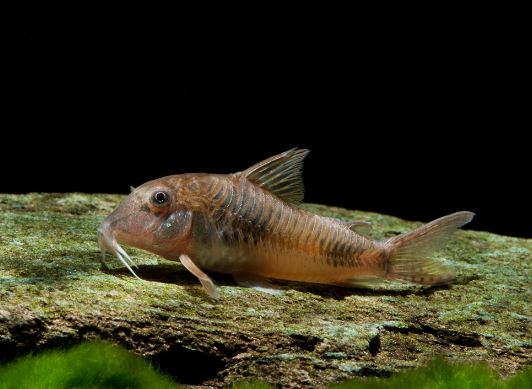 Corydoras ellisae