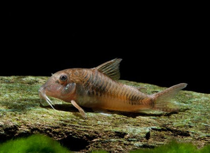 Corydoras ellisae