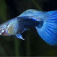 Neon Blue Metallic Guppy Males