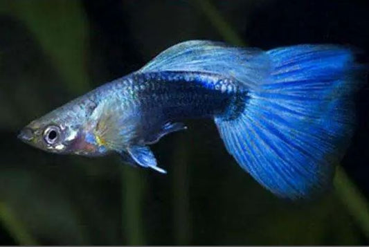 Neon Blue Metallic Guppy Males