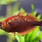 Red Rainbow Fish
