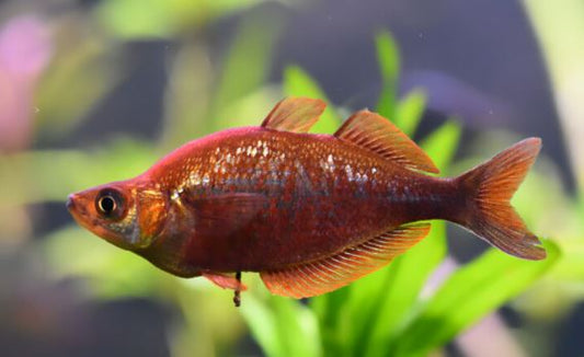 Red Rainbow Fish