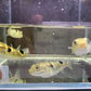 Taki Fugu Puffer