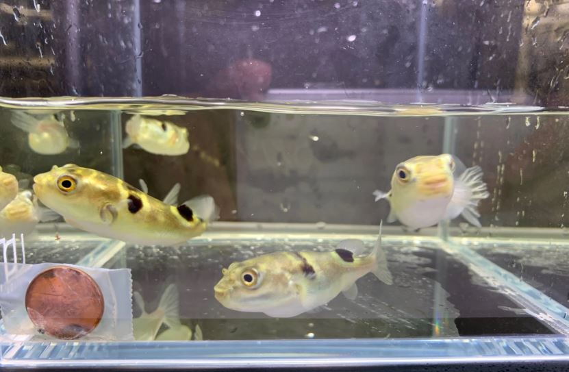 Taki Fugu Puffer