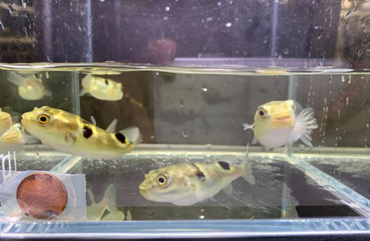 Taki Fugu Puffer