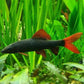 Rainbow Shark (S)