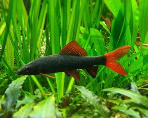 Rainbow Shark (S)