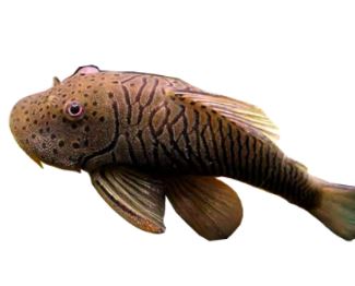 Rubberlip Pleco (Size Medium)