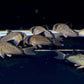 Corydoras metae