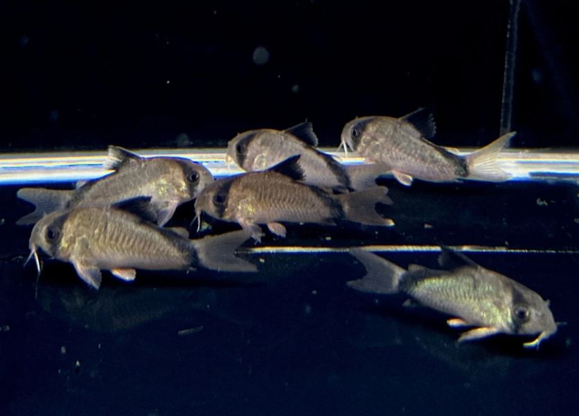 Corydoras metae