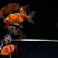 Calico Ranchu Goldfish - 2.0