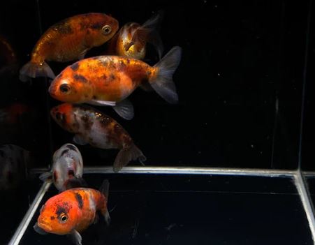 Calico Ranchu Goldfish - 2.0