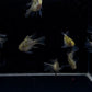 Longfin Blue Balloon Ram
