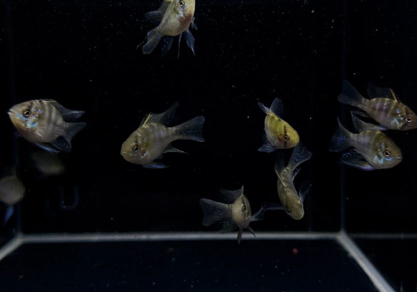 Longfin Blue Balloon Ram